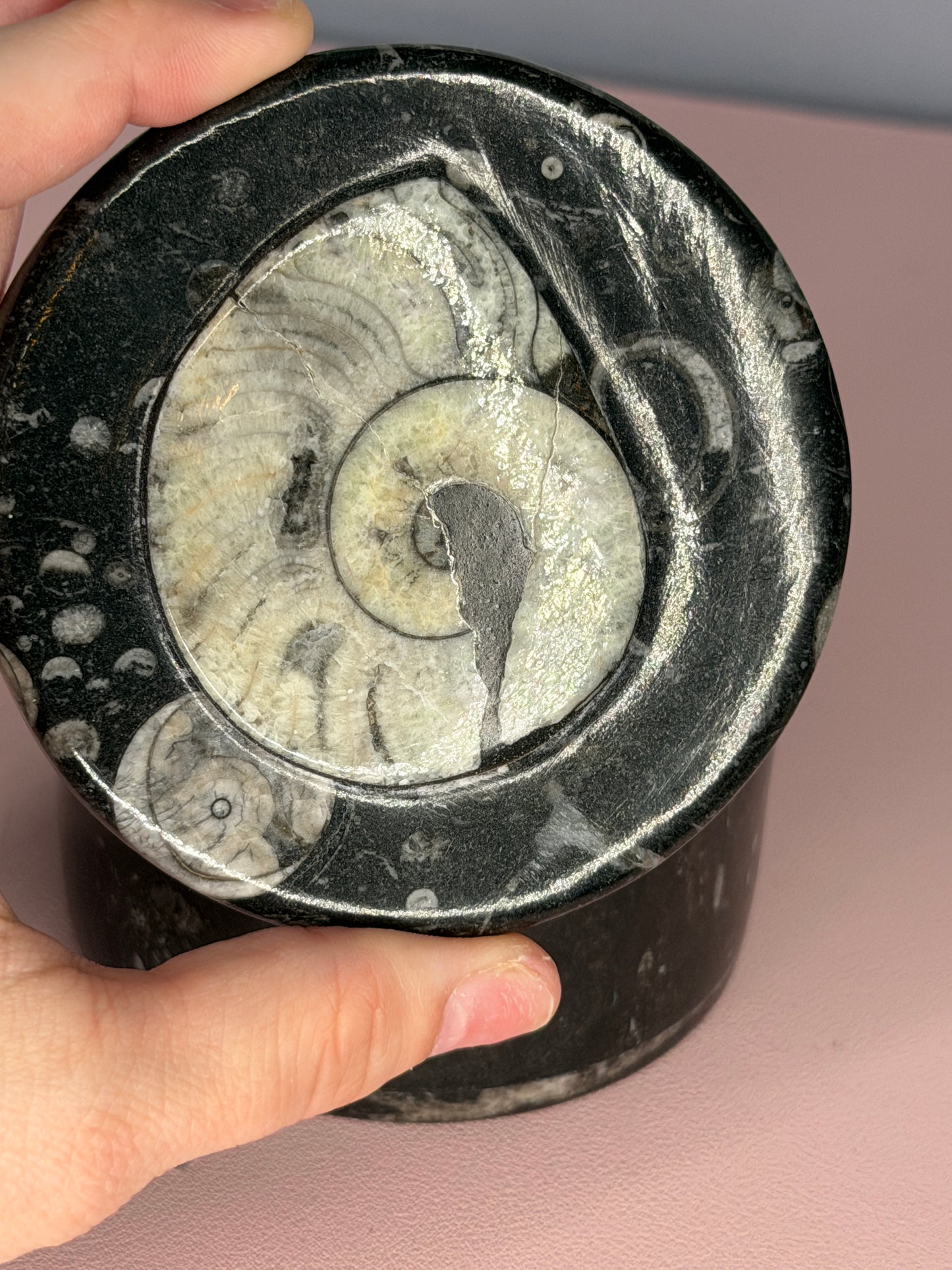 Ammonite Fossil Jar
