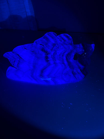 Fluorite 9 Tail Fox (UV Reactive)