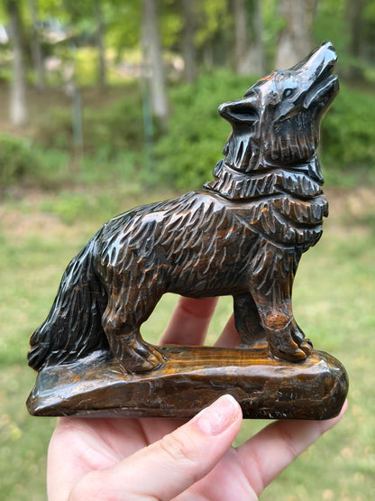 Blue Tigers Eye Wolf