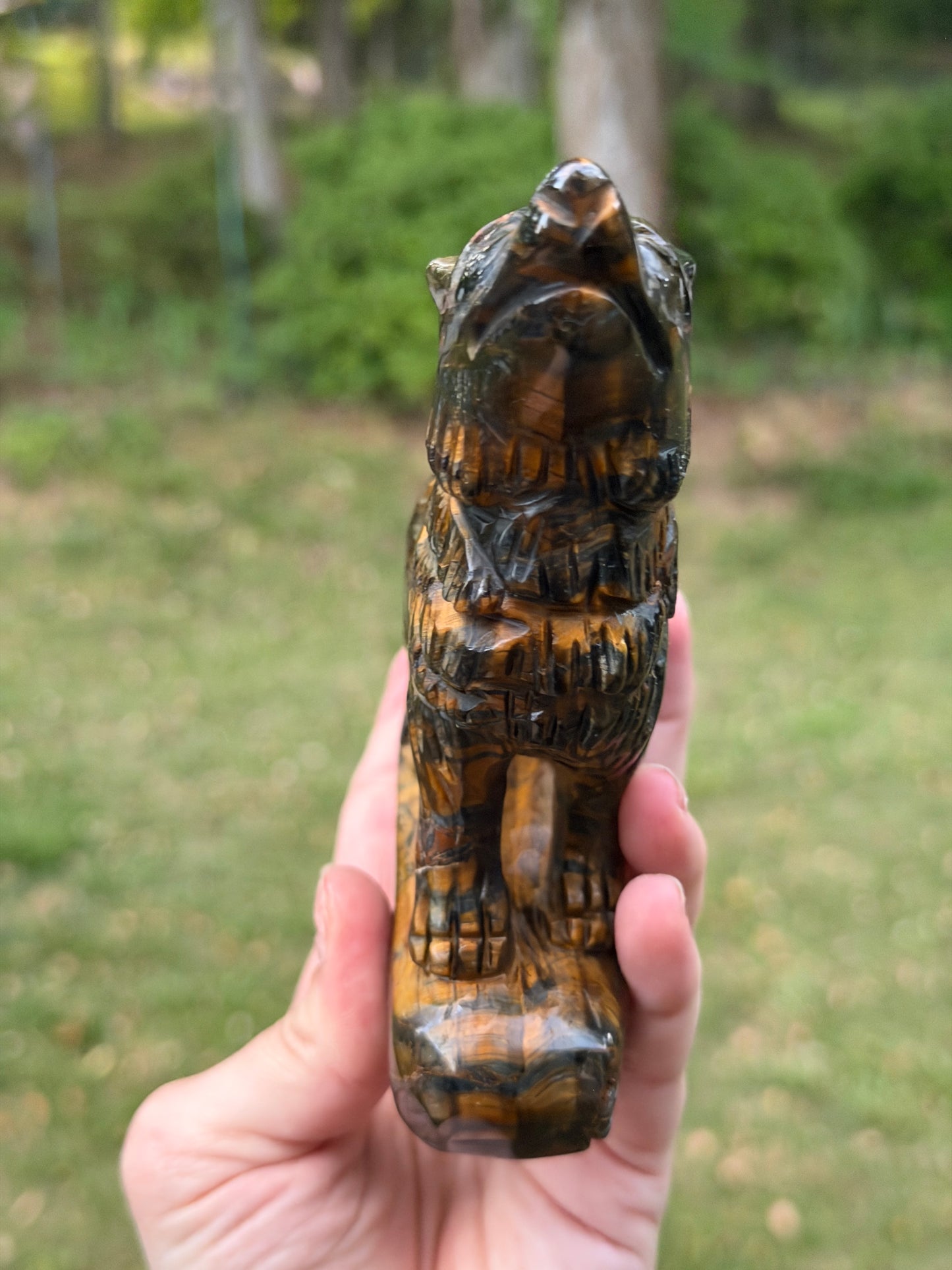 Blue Tigers Eye Wolf
