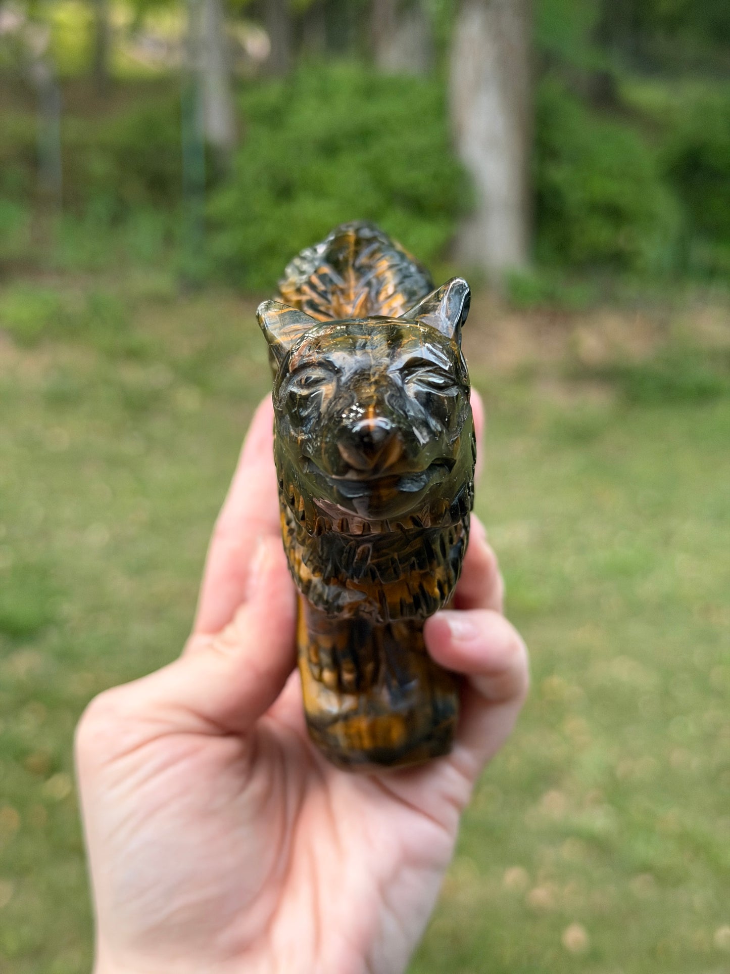 Blue Tigers Eye Wolf