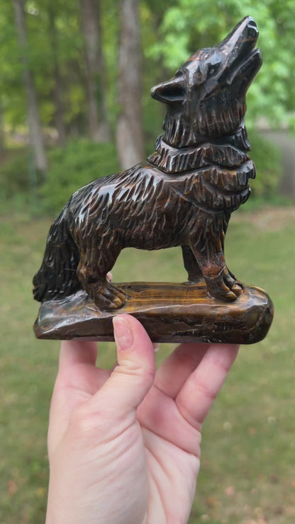 Blue Tigers Eye Wolf